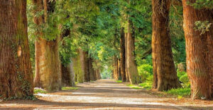 Park with trees